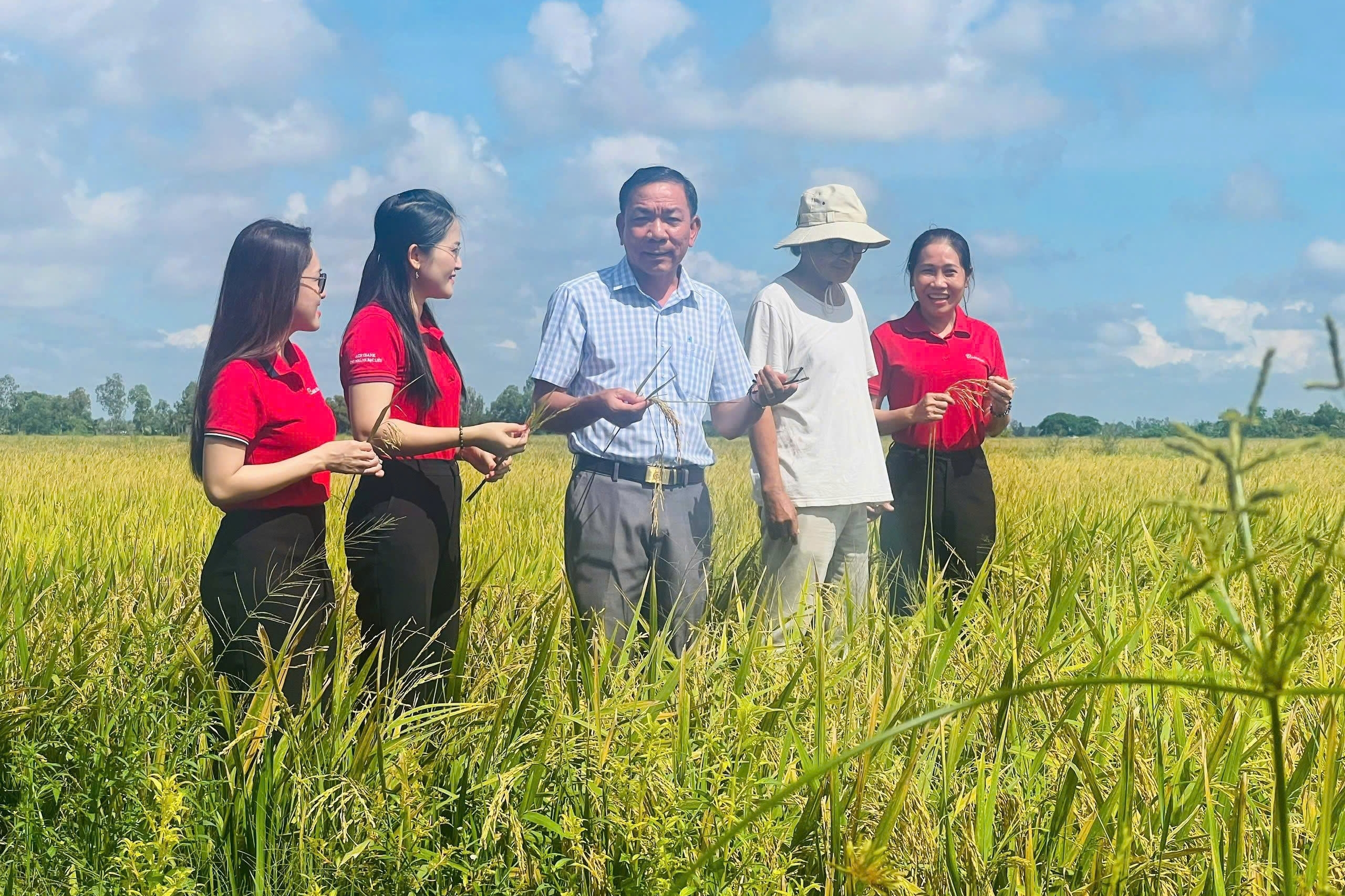 Lúa chất lượng cao, phát thải thấp lan rộng nhờ dòng vốn Agribank