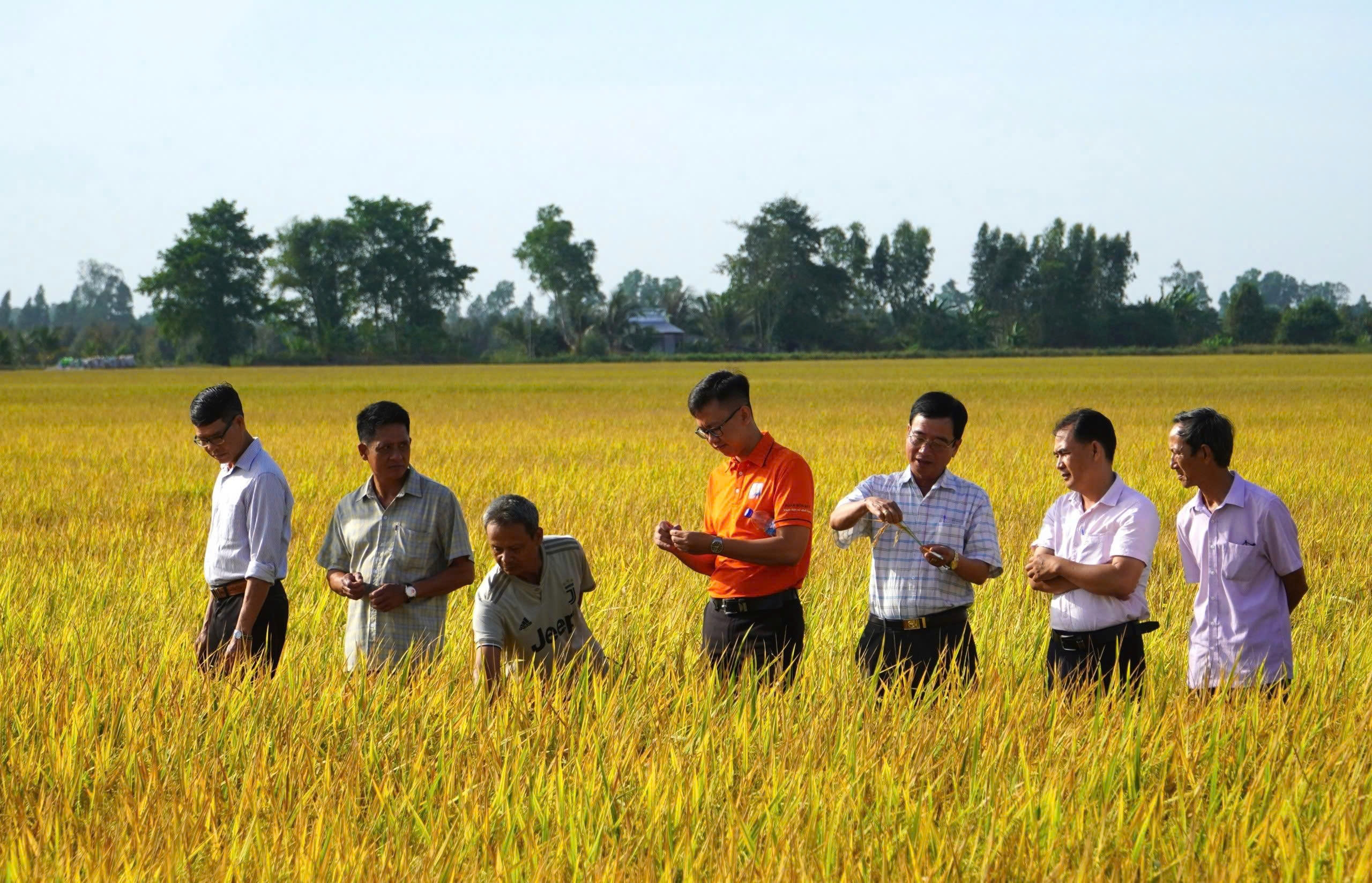 Lúa chất lượng cao, phát thải thấp lan rộng nhờ dòng vốn Agribank
