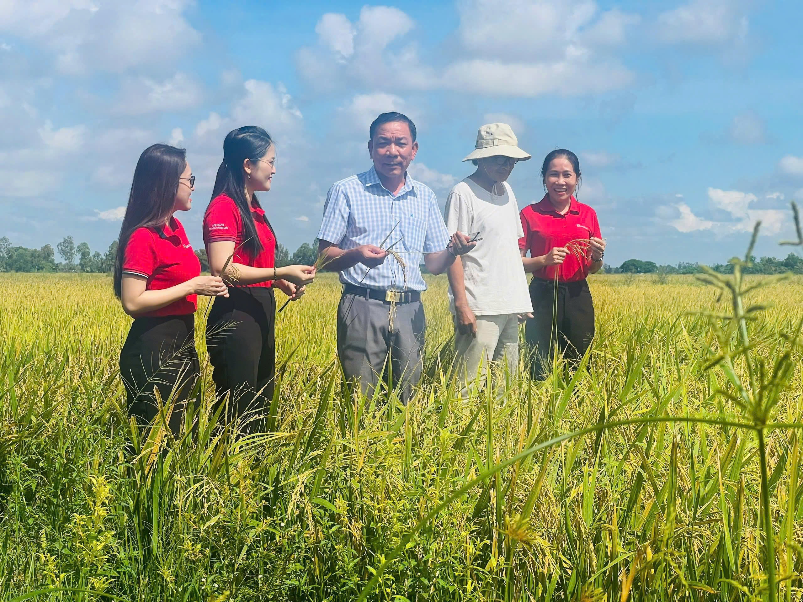 Lúa chất lượng cao, phát thải thấp lan rộng nhờ dòng vốn Agribank