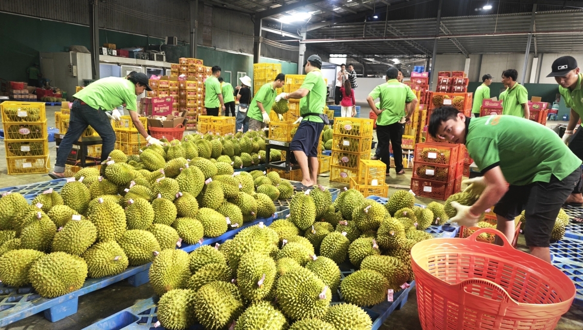 Nhiều rủi ro về pháp lý của hộ kinh doanh nông sản sau thu hoạch
