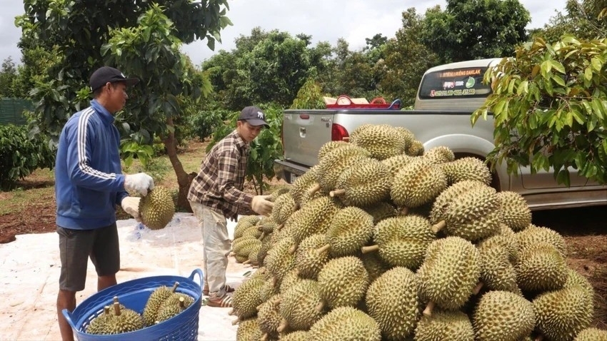 Nhiều rủi ro về pháp lý của hộ kinh doanh nông sản sau thu hoạch