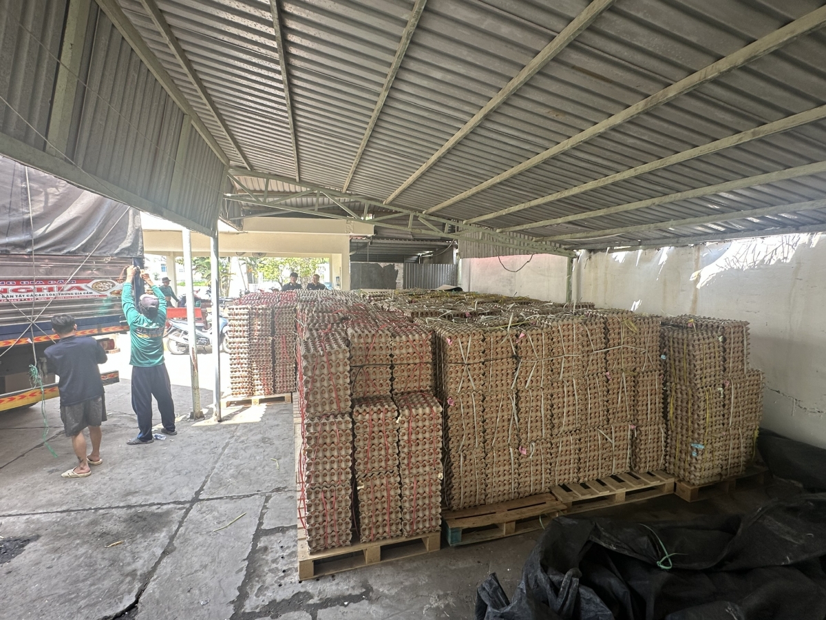 Vụ vận chuyển trái phép gần 300.000 quả trứng bị Hải quan khu vực XX khởi tố hình sự