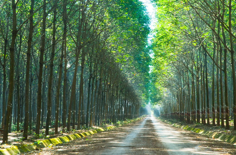 Tập đoàn Công nghiệp Cao su Việt Nam định vị 3 trụ cột tăng trưởng: Đa ngành - Công nghệ - Bền vững