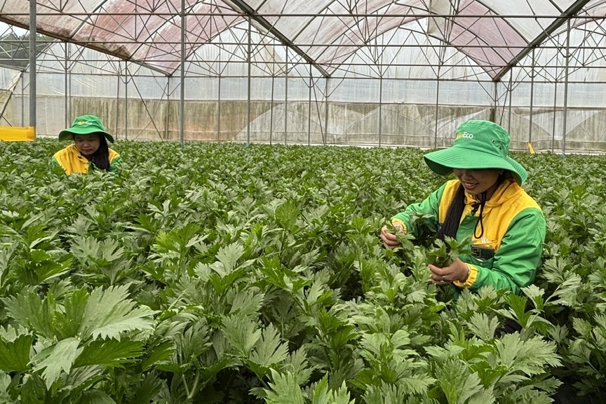 Nông nghiệp thông minh: Lấy dữ liệu làm nền tảng, công nghệ làm động lực