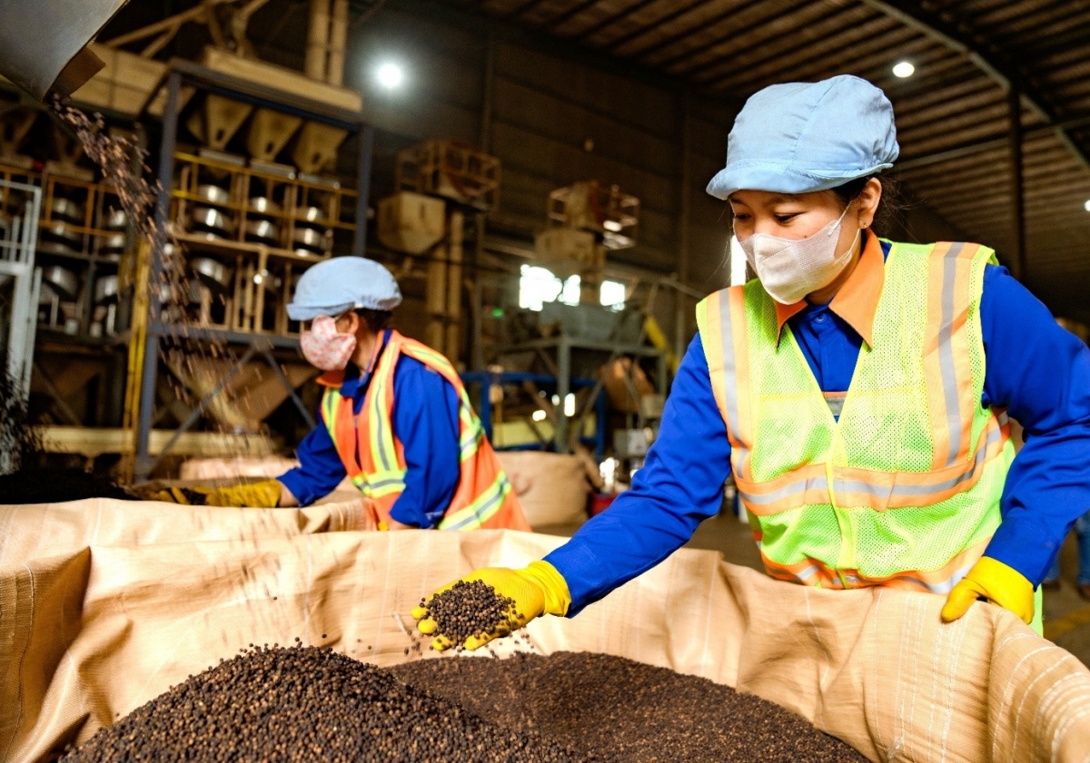 Việt Nam khẳng định vị thế dẫn đầu chuỗi cung ứng hồ tiêu và gia vị thế giới nhưng cũng đối mặt với không ít thách thức về sản xuất và cạnh tranh. 