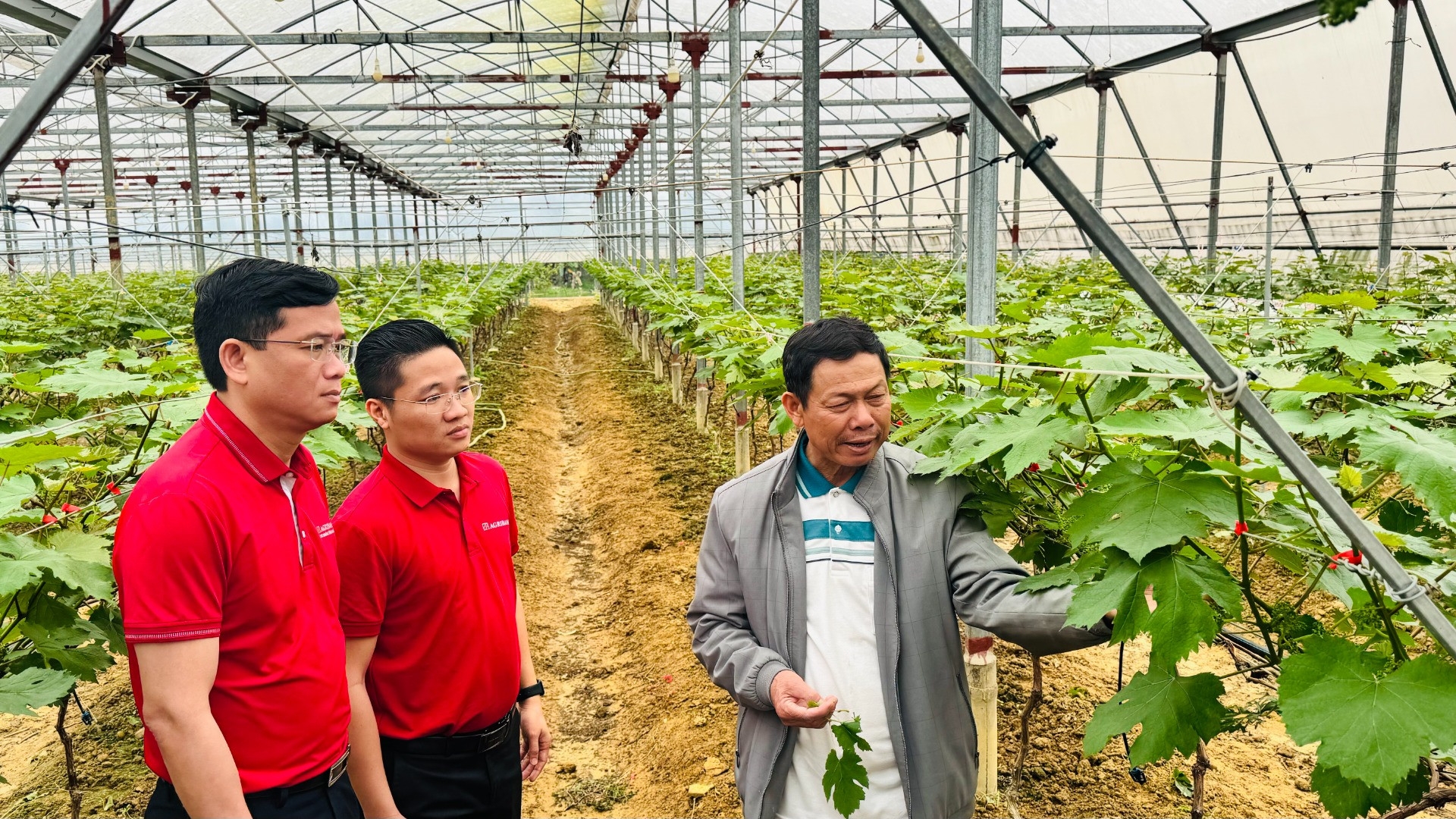 Agribank duy trì tỷ trọng tín dụng cao cho nông nghiệp, nông thôn