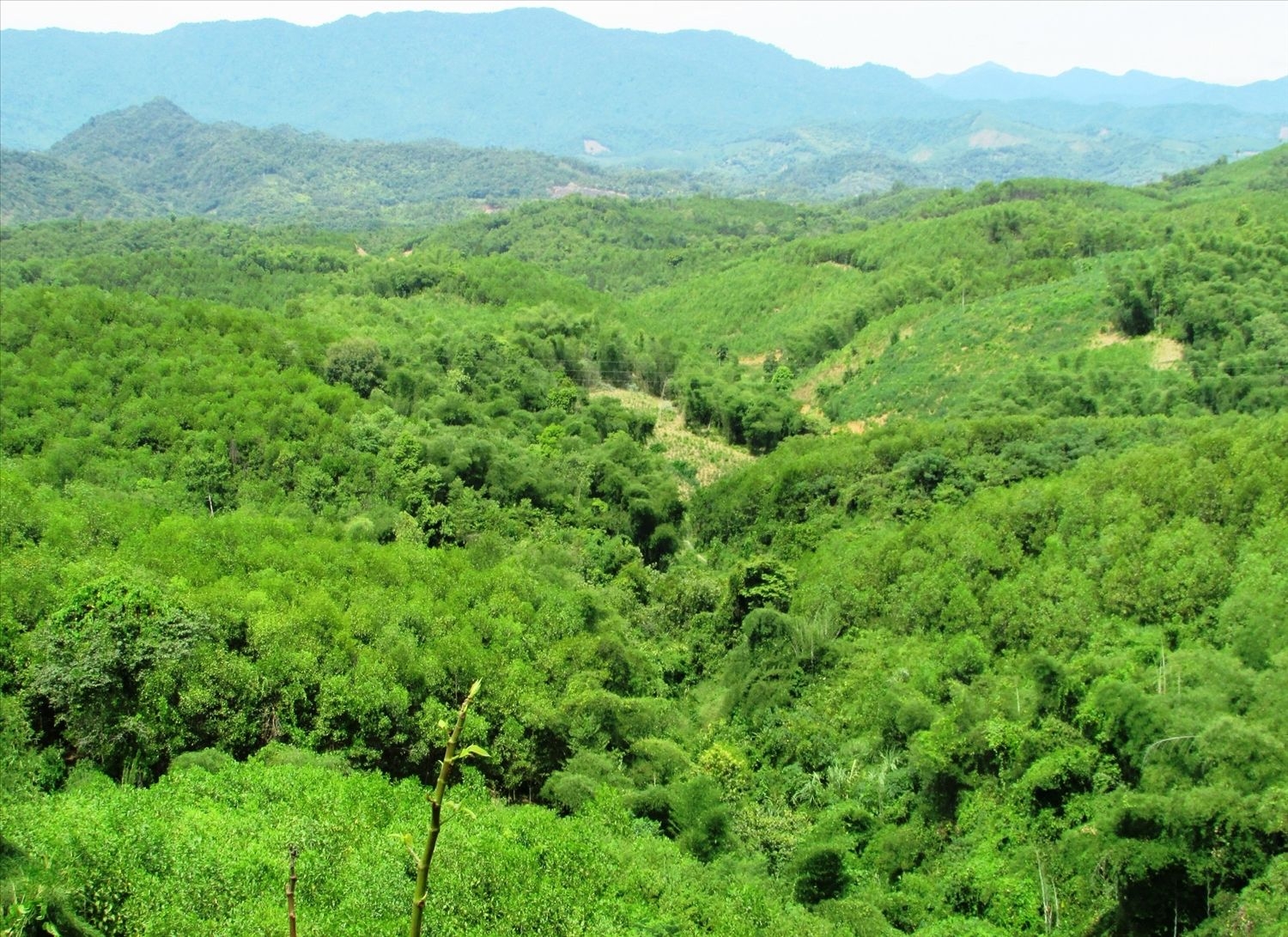 Nghệ An thích ứng EUDR, nâng cao năng lực cạnh tranh nông lâm sản trên thị trường EU