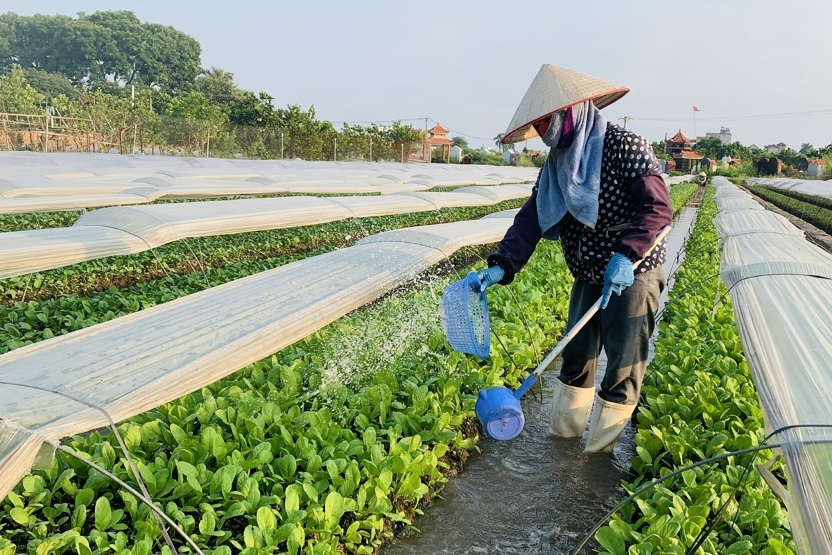 Phát triển kinh tế nông thôn: Lực đẩy từ những chính sách đồng bộ