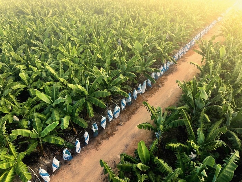 AgriS mở rộng cơ cấu doanh thu và chất lượng tăng trưởng AgriS mở rộng cơ cấu doanh thu và chất lượng tăng trưởng