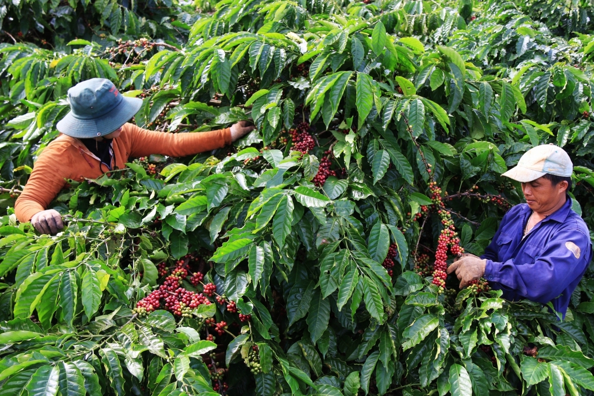 Hiệu ứng rào cản kép và biến số chính sách trong thương mại quốc tế: Tác động cộng hưởng lên chuỗi cung ứng cà phê Việt Nam trong bối cảnh đa khủng hoảng