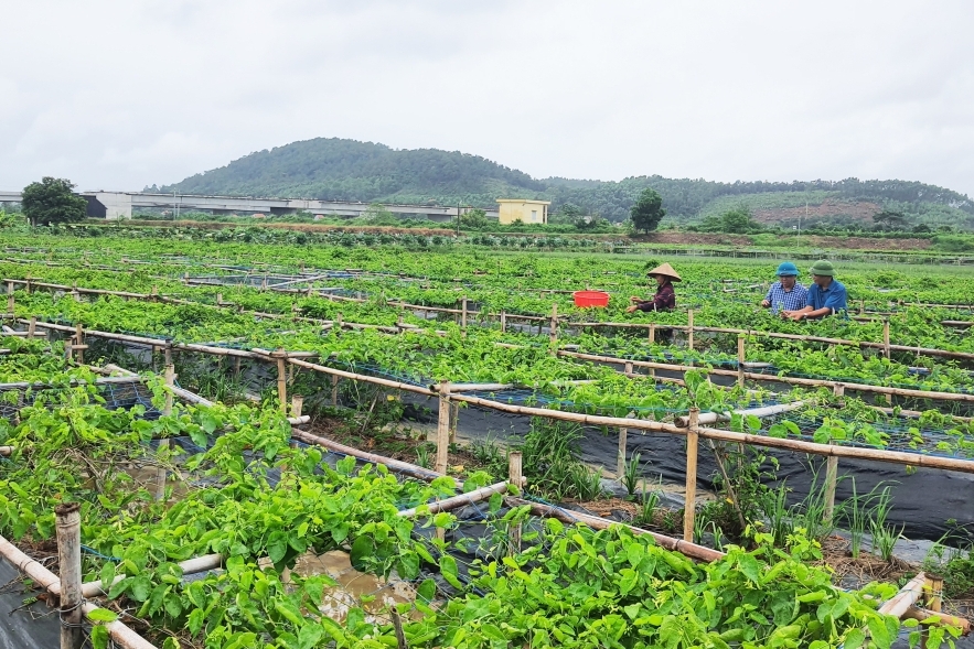 Tạo đột phá tăng trưởng từ phát triển nông nghiệp xanh, an toàn