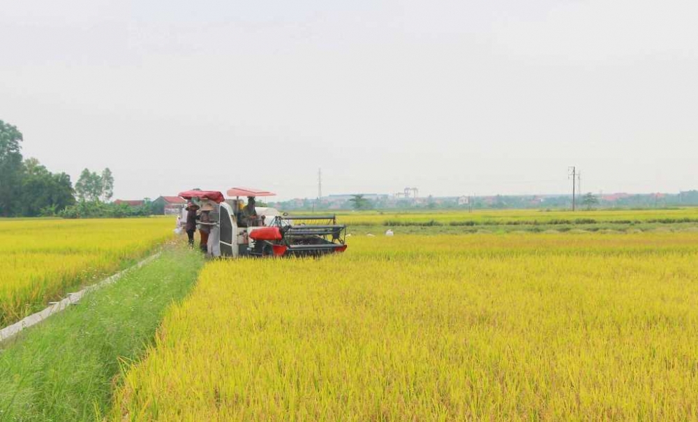 Phong trào nông dân giỏi thúc đẩy hiện đại hóa ngành nông nghiệp Quảng Ninh