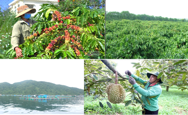 Nông nghiệp Đắk Lắk chuyển đổi mạnh sang sản xuất chất lượng cao