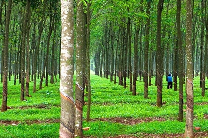 Thu nhập từ thanh lý vườn cây cao su thuộc diện được miễn thuế thu nhập doanh nghiệp