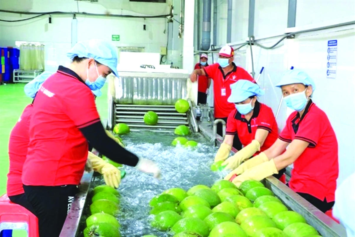 Đẩy mạnh cơ cấu lại nông nghiệp theo hướng hiệu quả, bền vững, giá trị gia tăng cao theo Kết luận số 18-KL/TW