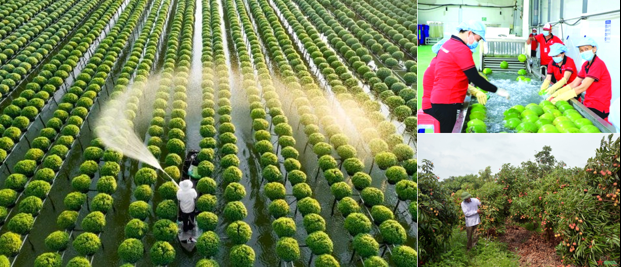 Đẩy mạnh cơ cấu lại nông nghiệp theo hướng hiệu quả, bền vững, giá trị gia tăng cao theo Kết luận số 18-KL/TW Đẩy mạnh cơ cấu lại nông nghiệp theo hướng hiệu quả, bền vững, giá trị gia tăng cao theo Kết luận số 18-KL/TW