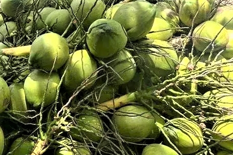 Xuất khẩu dừa Việt Nam bứt phá, củng cố vị thế tỷ USD trên thị trường thế giới