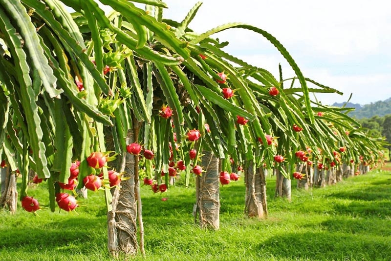 Quản lý mã số vùng trồng siết chặt, thúc đẩy chuẩn hóa truy xuất nguồn gốc nông sản Việt Nam Quản lý mã số vùng trồng siết chặt, thúc đẩy chuẩn hóa truy xuất nguồn gốc nông sản Việt Nam