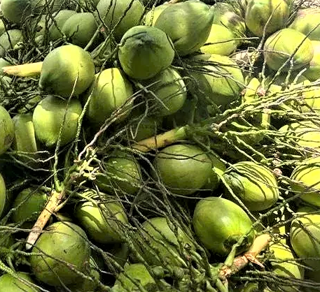 Xuất khẩu dừa Việt Nam bứt phá, củng cố vị thế tỷ USD trên thị trường thế giới Xuất khẩu dừa Việt Nam bứt phá, củng cố vị thế tỷ USD trên thị trường thế giới