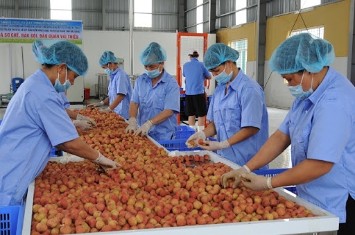 Công nghệ bảo quản sau thu hoạch nâng tầm nông sản Việt Công nghệ bảo quản sau thu hoạch nâng tầm nông sản Việt