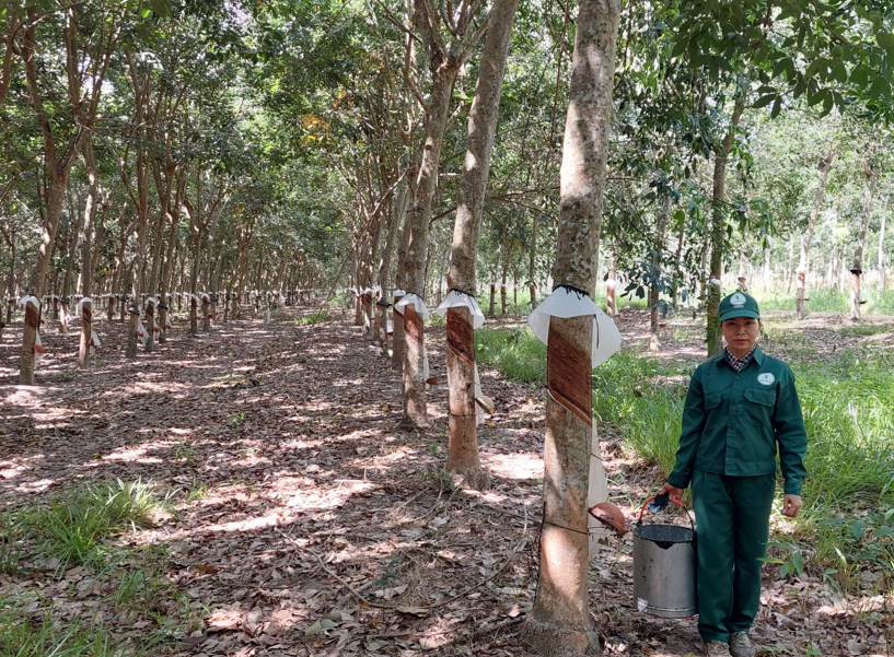 Tập đoàn Công nghiệp Cao su Việt Nam thúc đẩy đổi mới kỹ thuật, tạo đột phá về năng suất