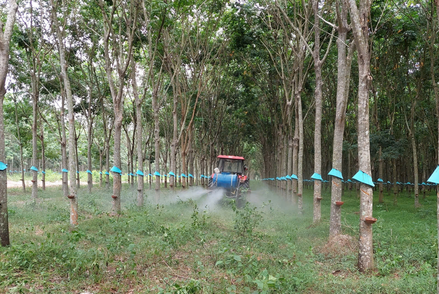 Tập đoàn Công nghiệp Cao su Việt Nam thúc đẩy đổi mới kỹ thuật, tạo đột phá về năng suất
