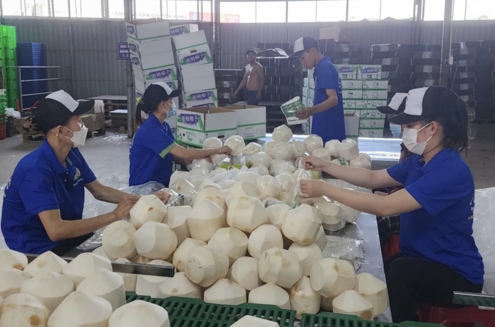 Vĩnh Long đặt mục tiêu kim ngạch xuất khẩu dừa từ 700 triệu đến 1 tỷ USD mỗi năm Vĩnh Long đặt mục tiêu kim ngạch xuất khẩu dừa từ 700 triệu đến 1 tỷ USD mỗi năm