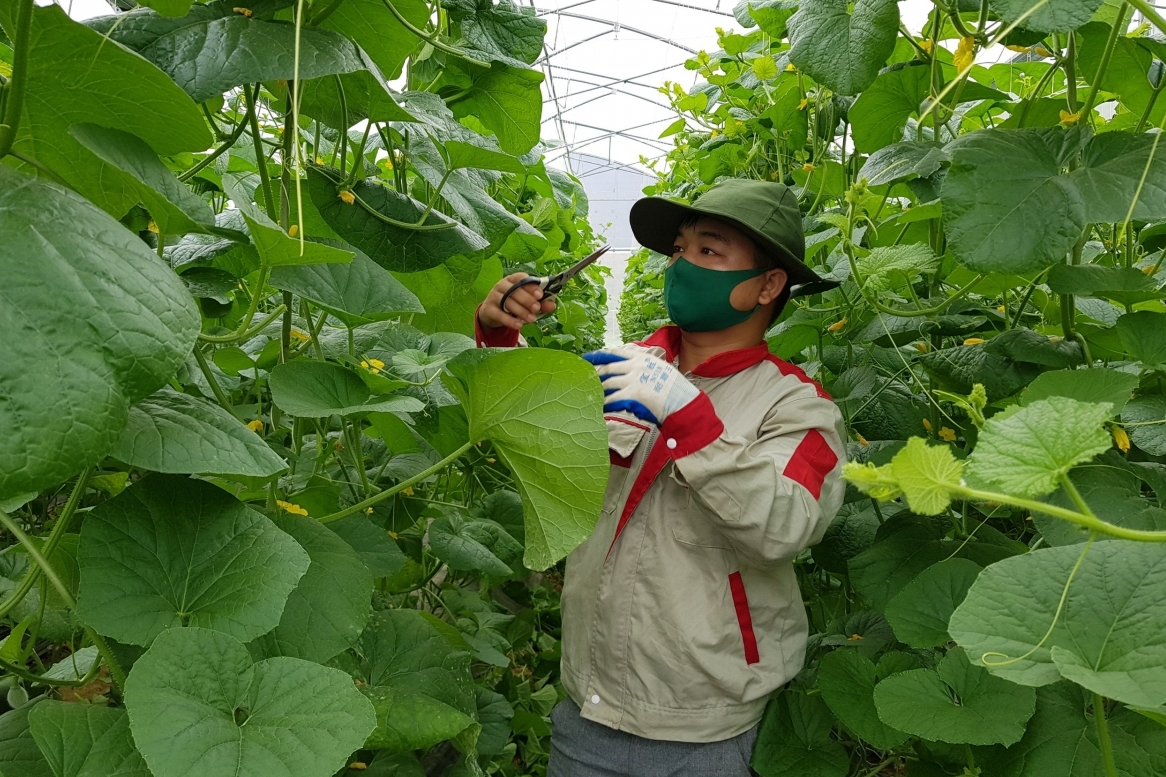 Tín chỉ carbon mở rộng không gian tăng trưởng cho kinh tế tập thể
