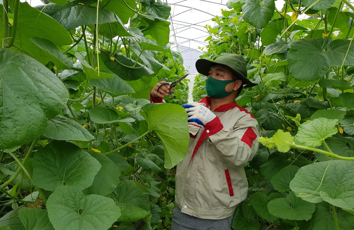 Tín chỉ carbon mở rộng không gian tăng trưởng cho kinh tế tập thể Tín chỉ carbon mở rộng không gian tăng trưởng cho kinh tế tập thể