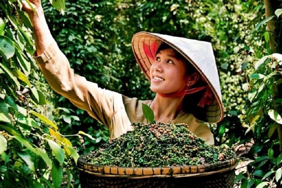 5 tháng, xuất khẩu hồ tiêu đạt gần 790 triệu USD