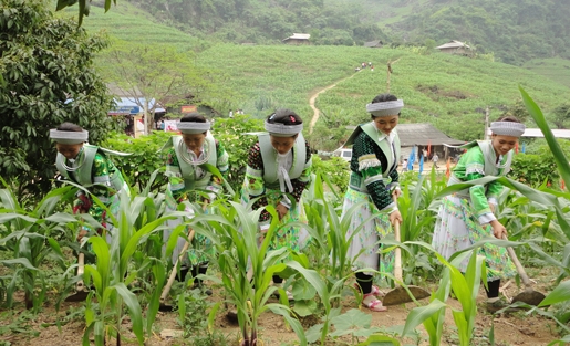 Đẩy nhanh triển khai Chương trình mục tiêu quốc gia phát triển KT-XH vùng đồng bào dân tộc thiểu số và miền núi Đẩy nhanh triển khai Chương trình mục tiêu quốc gia phát triển KT-XH vùng đồng bào dân tộc thiểu số và miền núi