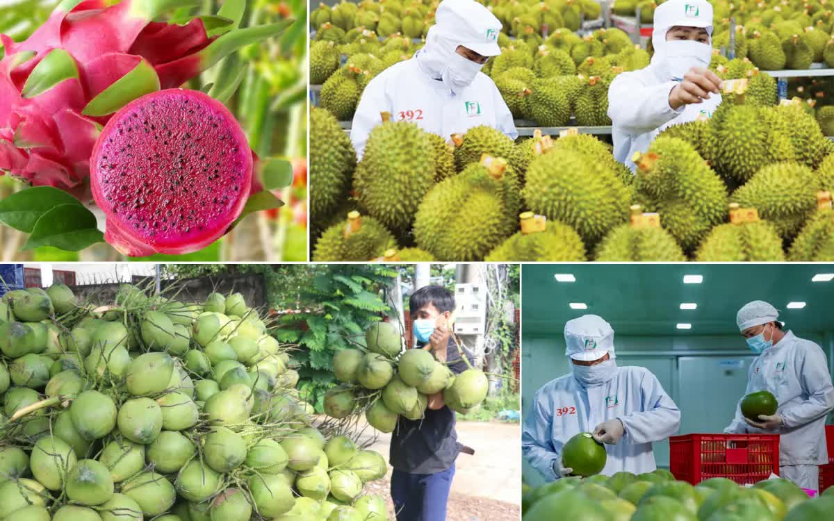 Rau quả Việt mở rộng thị trường xuất khẩu