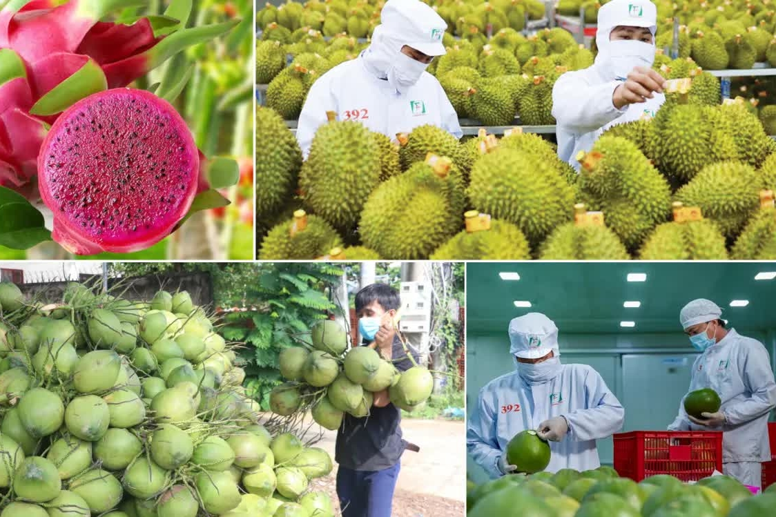 Rau quả Việt mở rộng thị trường xuất khẩu