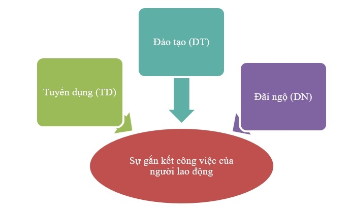 Tác động của tuyển dụng, đào tạo và đãi ngộ đến sự gắn kết công việc của người lao động trong các doanh nghiệp vận tải và kho bãi tại tỉnh Ninh Bình
