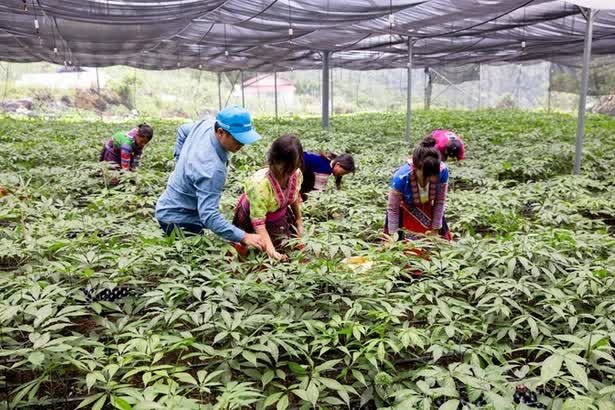 Từ cây thuốc quý đến hướng thoát nghèo cho vùng đồng bào dân tộc thiểu số