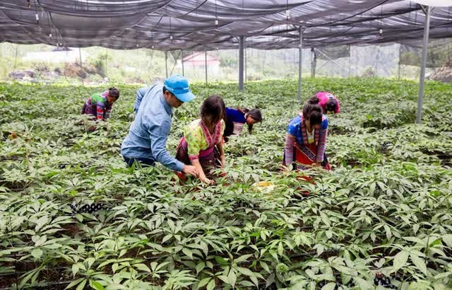 Từ cây thuốc quý đến hành trình giảm nghèo bền vững Từ cây thuốc quý đến hành trình giảm nghèo bền vững