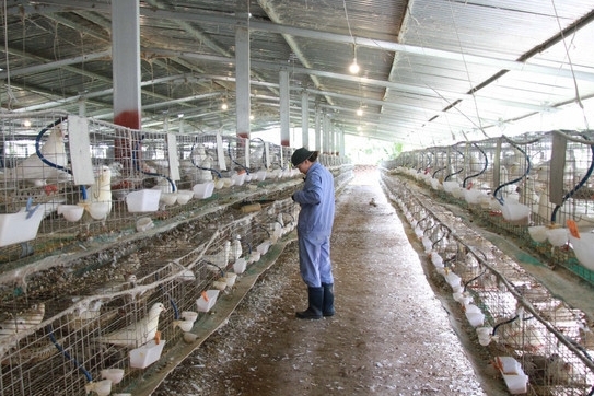 Khánh Hòa xây dựng nông thôn mới từ động lực phát triển kinh tế miền núi