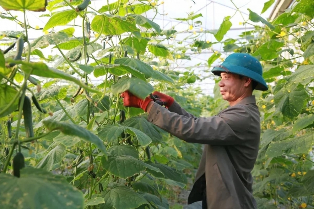Hợp tác xã