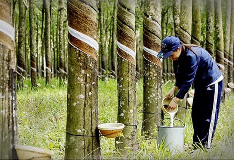 Xuất khẩu cao su của Việt Nam giảm 5,1%  so với cùng kỳ. 