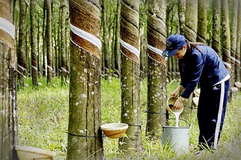 Xuất khẩu cao su giảm 5,1% so với cùng kỳ