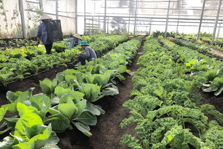 Nông nghiệp hữu cơ: Động lực kiến tạo nền nông nghiệp sinh thái và nông thôn hiện đại