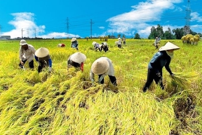 Vùng trồng phát thải thấp: Đòn bẩy cho nông sản Việt