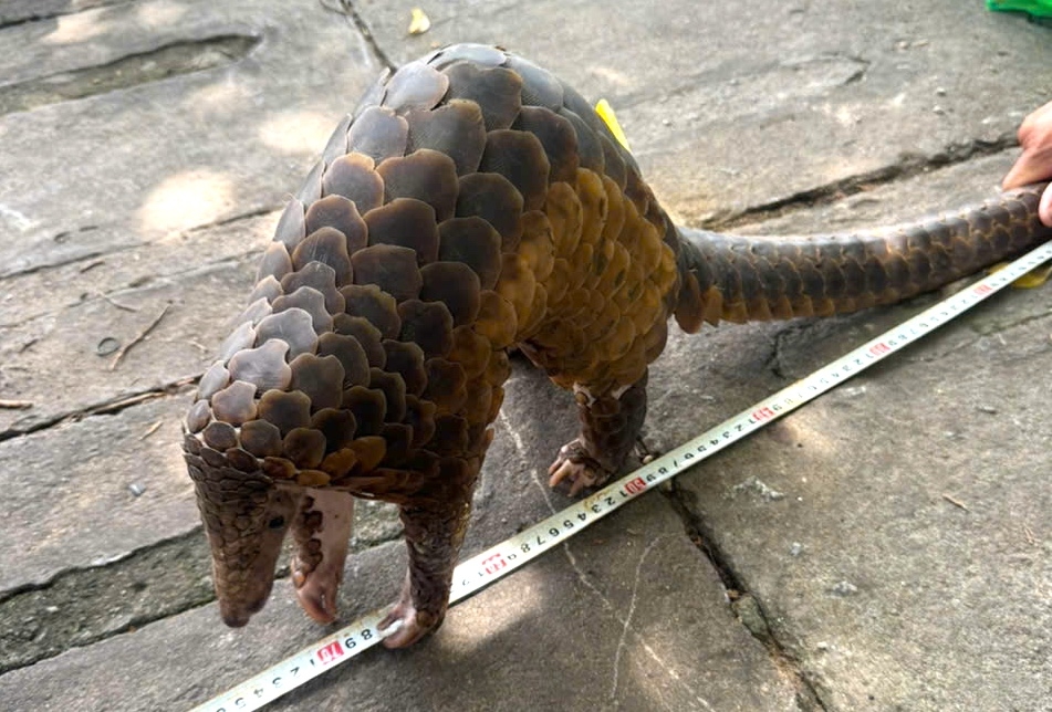 Khởi tố 5 đối tượng buôn bán động vật quý hiếm