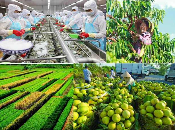 Điểm sáng xuất siêu nông sản nhờ chuyển dịch chất lượng Điểm sáng xuất siêu nông sản nhờ chuyển dịch chất lượng