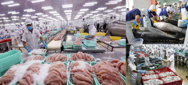 Xuất khẩu thủy sản tăng gần 13%, tạo đà hướng tới mục tiêu tăng trưởng hai con số Xuất khẩu thủy sản tăng gần 13%, tạo đà hướng tới mục tiêu tăng trưởng hai con số