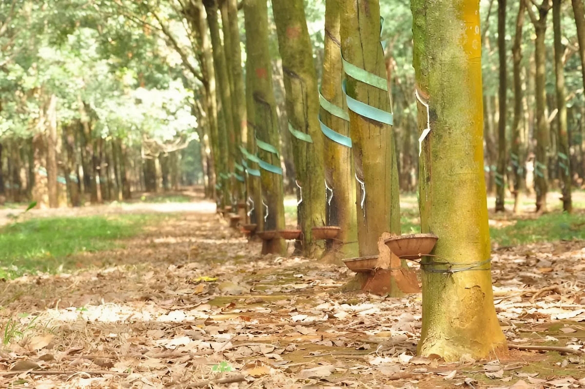 Xuất khẩu cao su Việt Nam trước cơ hội tái cơ cấu thị trường
