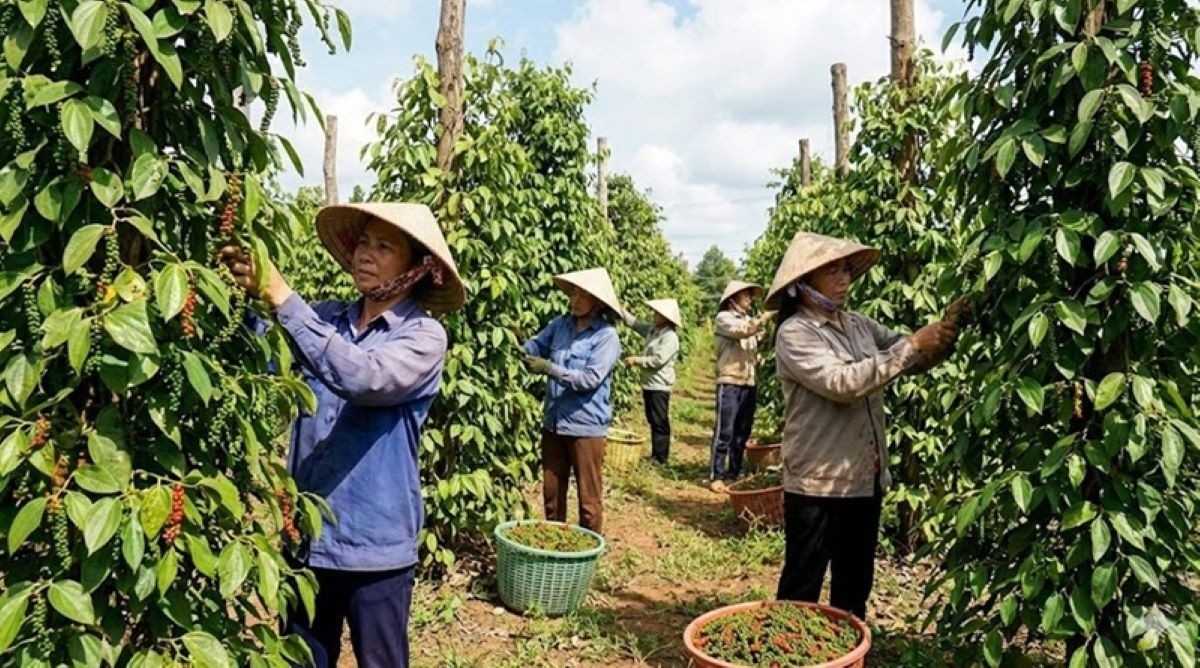Sáu tháng đầu năm 2026, xuất khẩu hồ tiêu của Việt Nam tiếp tục tăng trưởng tích cực cả về lượng và kim ngạch. 