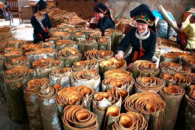 Xuất khẩu quế chững lại trước đà suy giảm nhu cầu tại nhiều thị trường châu Á