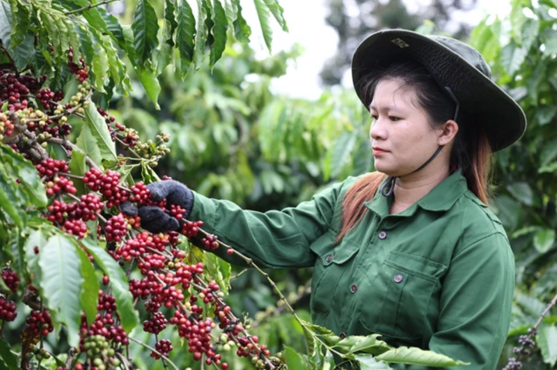 Xuất khẩu cà phê 6 tháng đầu năm 2026 tăng sản lượng nhưng kim ngạch giảm Xuất khẩu cà phê 6 tháng đầu năm 2026 tăng sản lượng nhưng kim ngạch giảm
