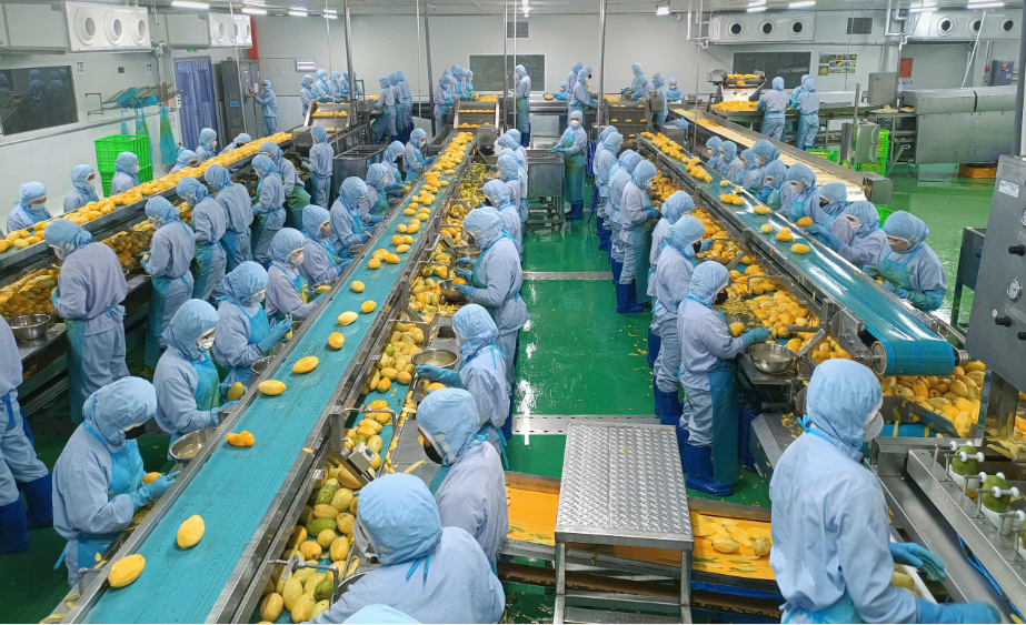 Thị trường Halal mở ra dư địa tăng trưởng mới cho doanh nghiệp công nghiệp nông thôn Việt Nam Thị trường Halal mở ra dư địa tăng trưởng mới cho doanh nghiệp công nghiệp nông thôn Việt Nam